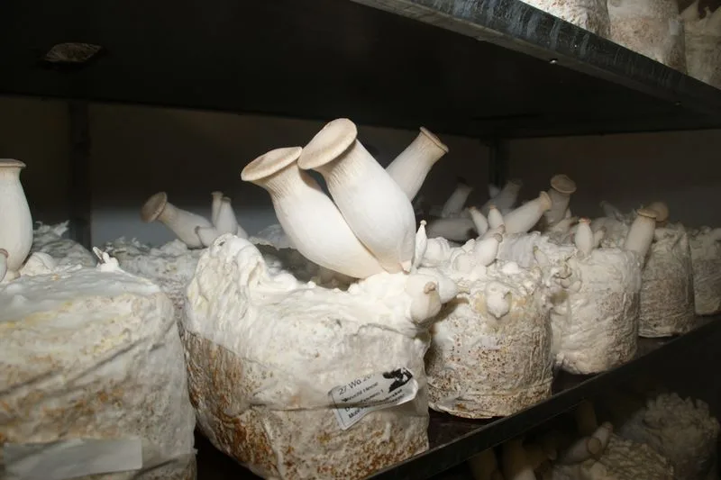 Steigende Produktionskosten setzen Schweizer Pilzproduzenten unter Druck