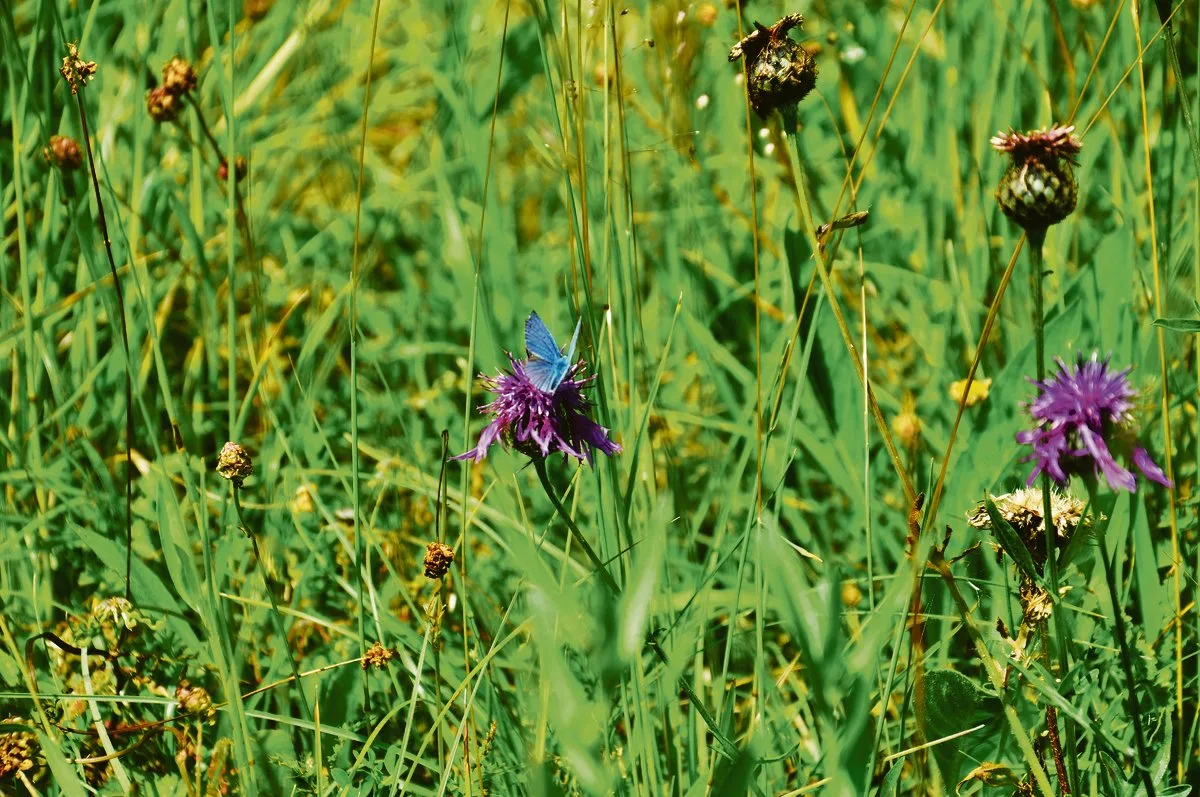 f571f7ff8302b1252c8d04471c5516bfc21a2352 Je nach Zone dürfen die Ökowiesen frühestens am 15. Juni, 1. Juli beziehungsweise 15. Juli geschnitten werden.(Bild BauZ)