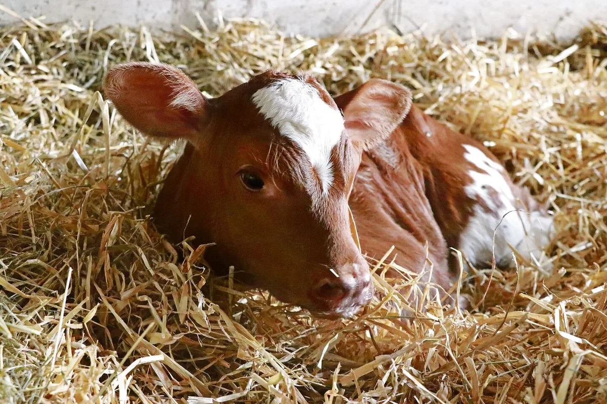 Eine Eisengabe für neugeborene Kälber ist auf jeden Fall empfehlenswert, dafür gibt es verschiedene Möglichkeiten.