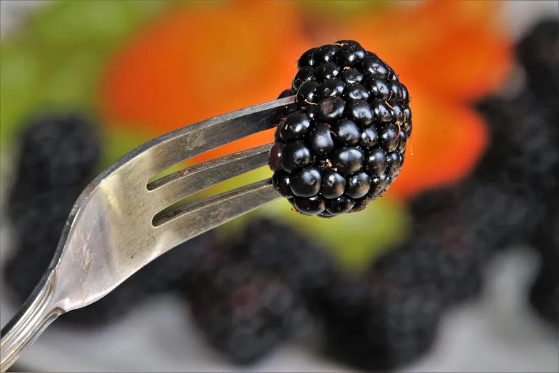 ce43965290164814e0fd840e4f22eaf6fe0c403a Gabel Brombeere farm to fork Mit der gezielten Absatzförderung von biologisch produzierten Agrar-Lebensmitteln will die EU-Kommission der Strategie «Farm to Fork» einen Schritt näherkommen. (Symbolbild/pixabay)