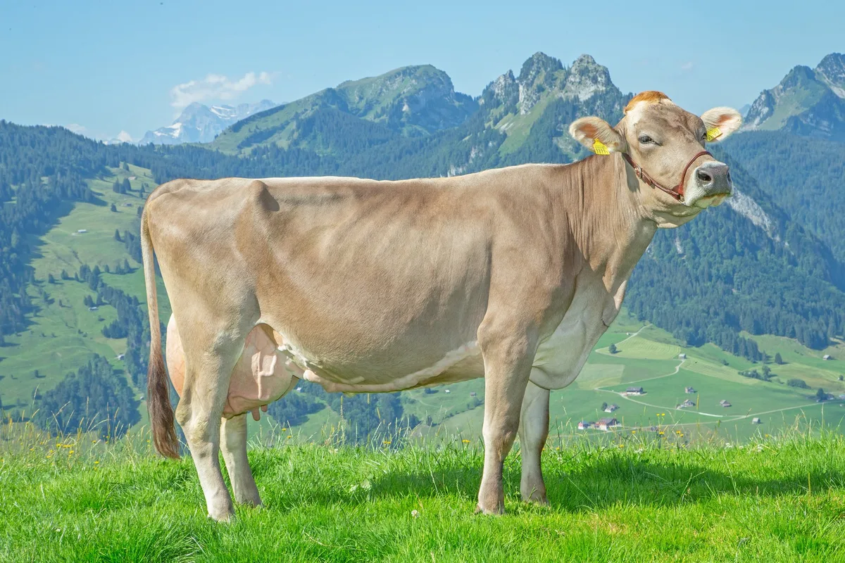 BVCH16796_Brooking_Habella_Martin_Holenstein_Stein_SG Braunvieh Schweiz zeichnet 298 Kühe mit dem Titel Economy Star aus