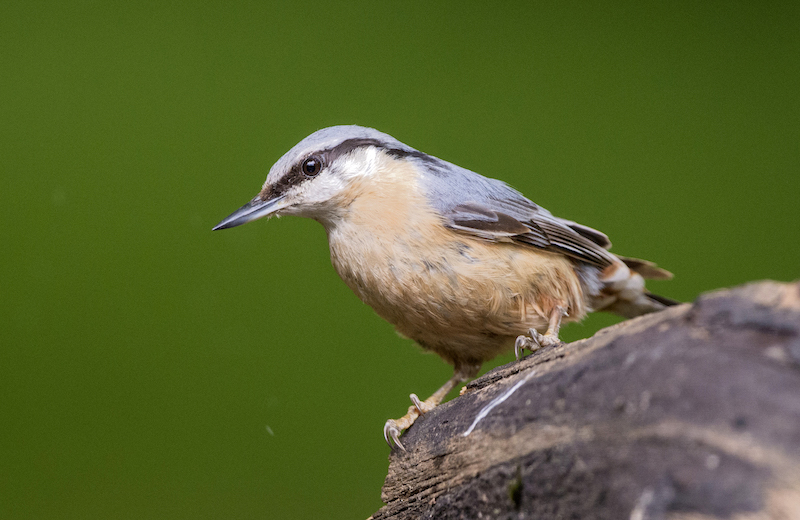 Kleiber sind aussergewöhnlich gute Kletterer, die man häufig an Baumstämmen turnen sieht. Dort steckt er Samen in die Furchen der Rinde, um sie mit seinem Schnabel wie mit einem Beil zu öffnen. (Bild Michael Gerber / Bird Life)