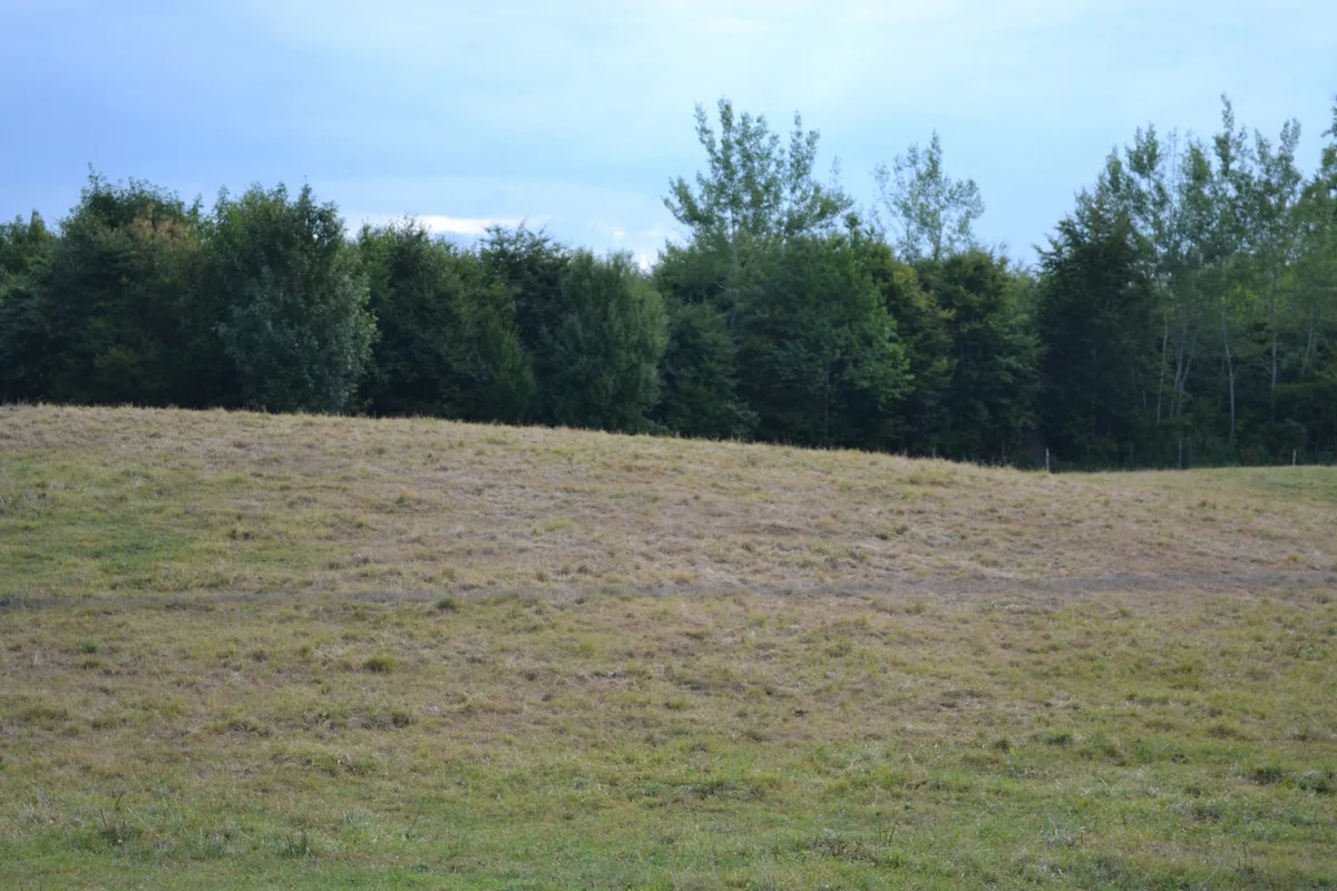 8e49cea3a4bbf2154294aab75ddbd68c1853b89d Wegen der Trockenheit wächst das Gras vielerorts nicht nach. Das macht Futterzukäufe nötig und führt zu Zusatzkosten. Um Liquiditätsengpässe zu vermeiden, entrichtet der Kanton Thurgau bereits im September eine Tranche von 20 Millonen an Direktzahlungen. (Bild BauZ)
