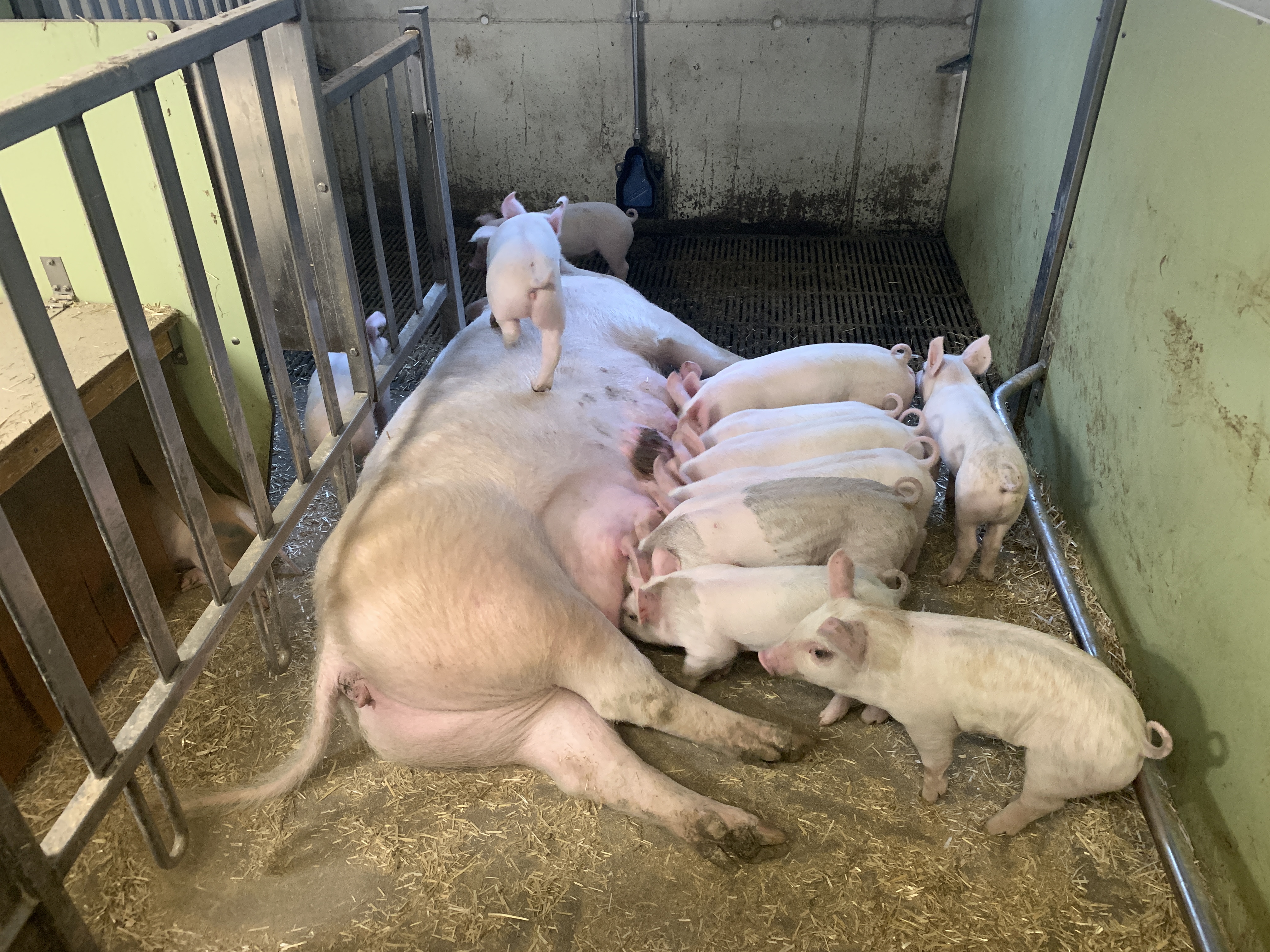 Im Kanton Luzern mussten zehn Zuchtbetriebe totalsaniert werden. Das soll dazu beitragen, dass sich EP nicht weiter verbreitet und die übrigen Schweinebestände gesund bleiben.