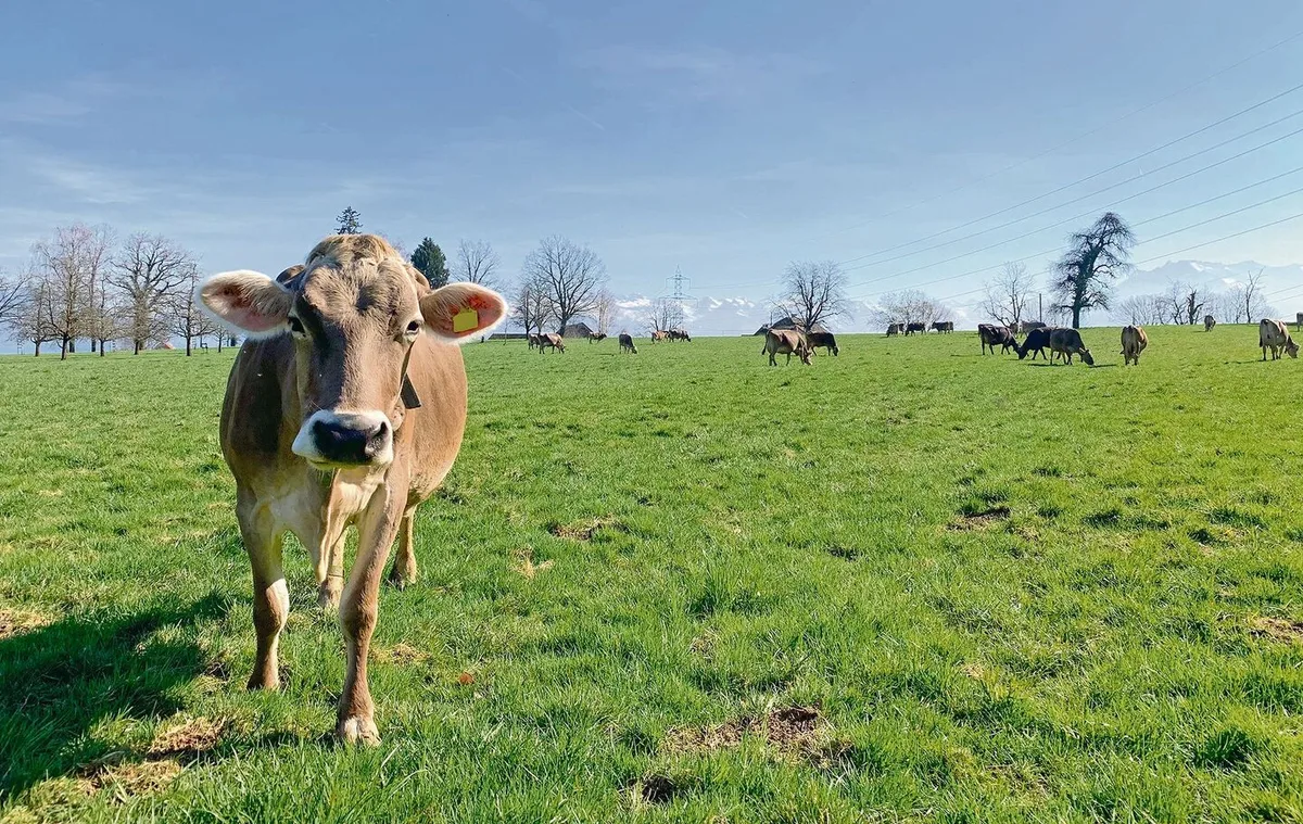 abcc7b7fabe1e76218fa7aa9d90abcd3682b8d38561ef3a9b029eaed96659306 Milchkühe auf der Weide – Rindvieh verursacht einen Grossteil der Treibhausgasemissionen in der Landwirtschaft.