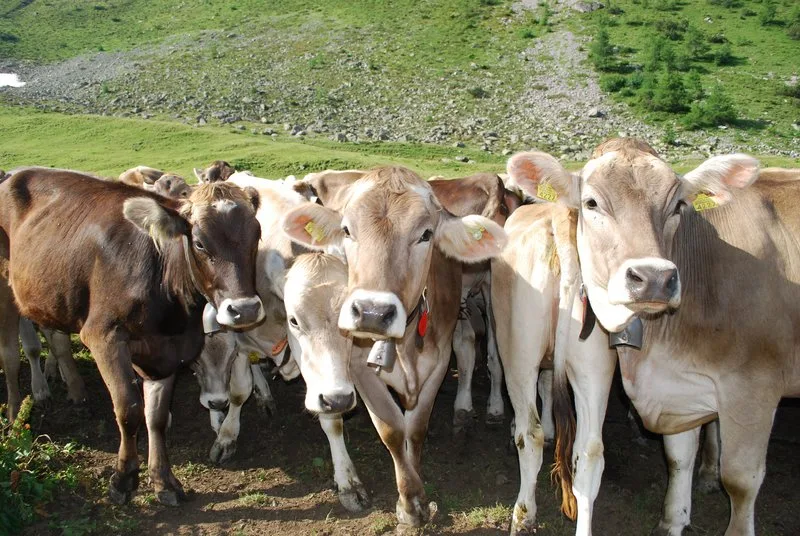 db4a972db3fe4f640b26e5281dc6a4b0b5fadc43 Schon bald beginnt wieder die Alpsaison. Infizierte BVD-Tiere gehören nicht auf die Alp, daher ist jetzt eine hohe Wachsamkeit von grosser Bedeutung. (Symbolbild Aline Küenzi)