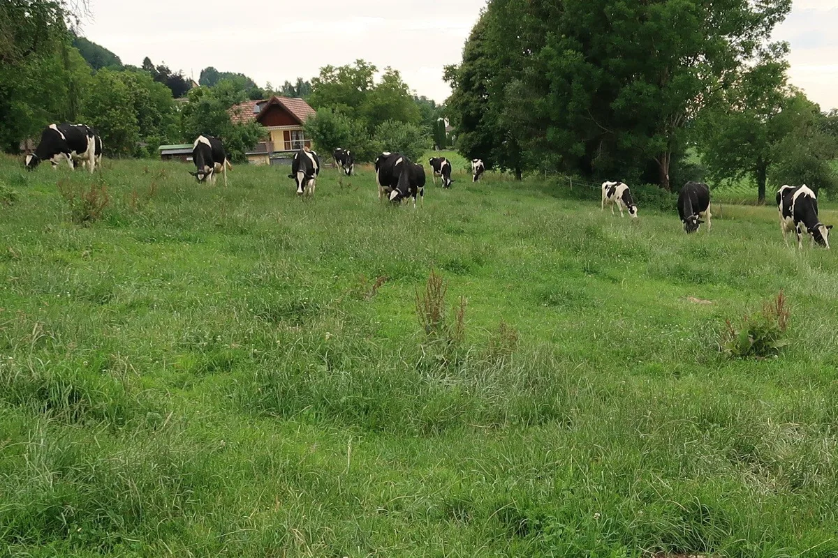 BZ-BET3-22-Futterbau Geilstellen auf den Weiden müssen entfernt werden