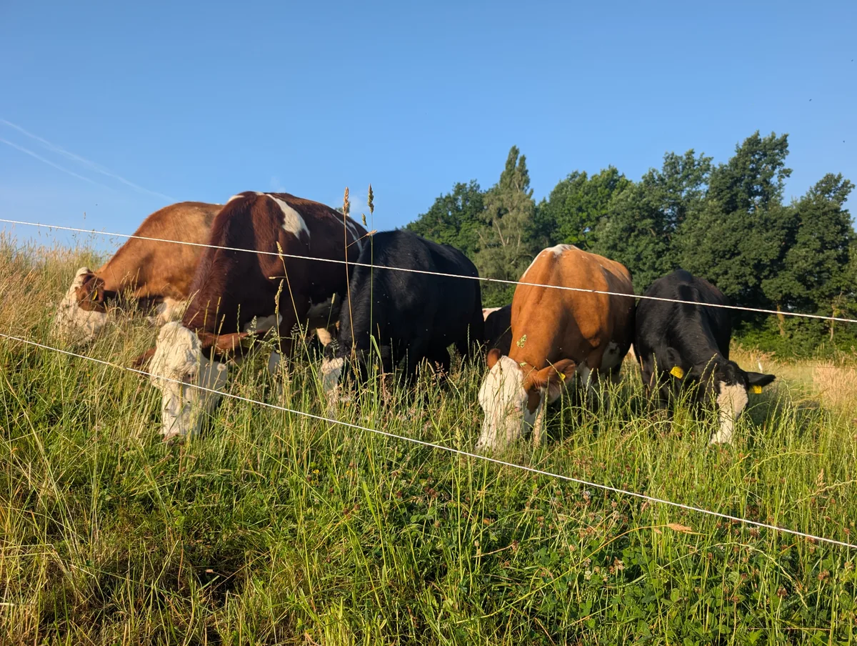 Weidemast Hunkeler Älteres Gras, kleinere Koppeln: Mit der Bodenabdeckung lässt sich die Sommertrockenheit besser bewältigen, so die Erfahrung von Bio-Landwirt Johannes Hunkeler.