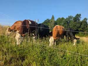 Älteres Gras, kleinere Koppeln: Mit der Bodenabdeckung lässt sich die Sommertrockenheit besser bewältigen, so die Erfahrung von Bio-Landwirt Johannes Hunkeler.