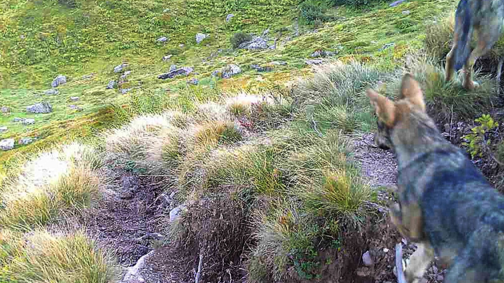 Glarner Wolf mit Sender ausgestattet
