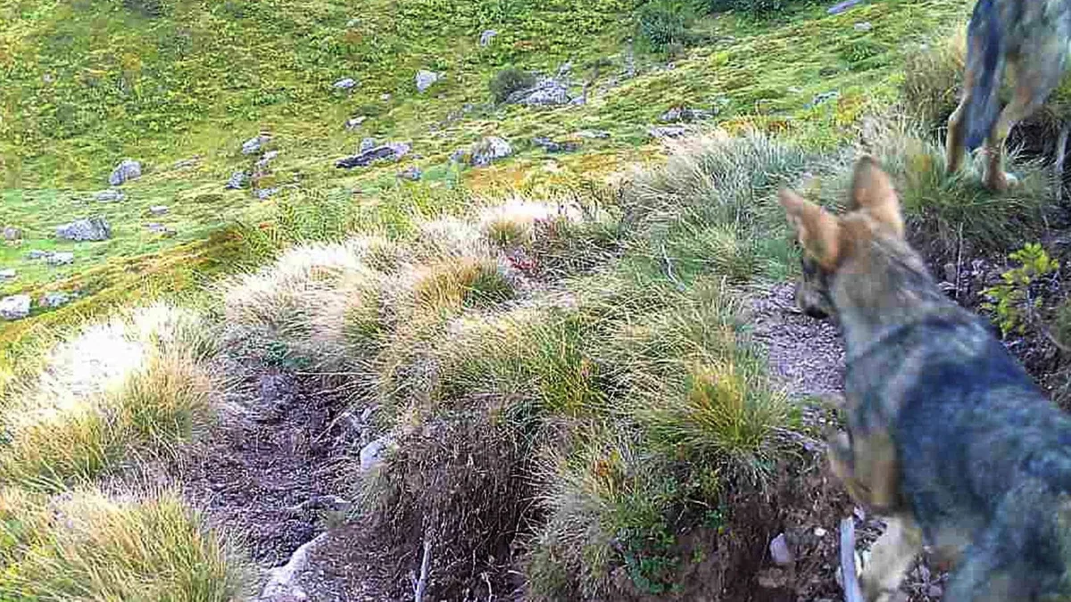 glarner_jungwolf_fotofalle_2021 Glarner Wolf mit Sender ausgestattet