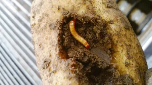 Werden Schäden durch Drahtwürmer an Kartoffeln festgestellt, empfiehlt sich eine rasche Ernte nach der Krautvernichtung.(Bild zVg)