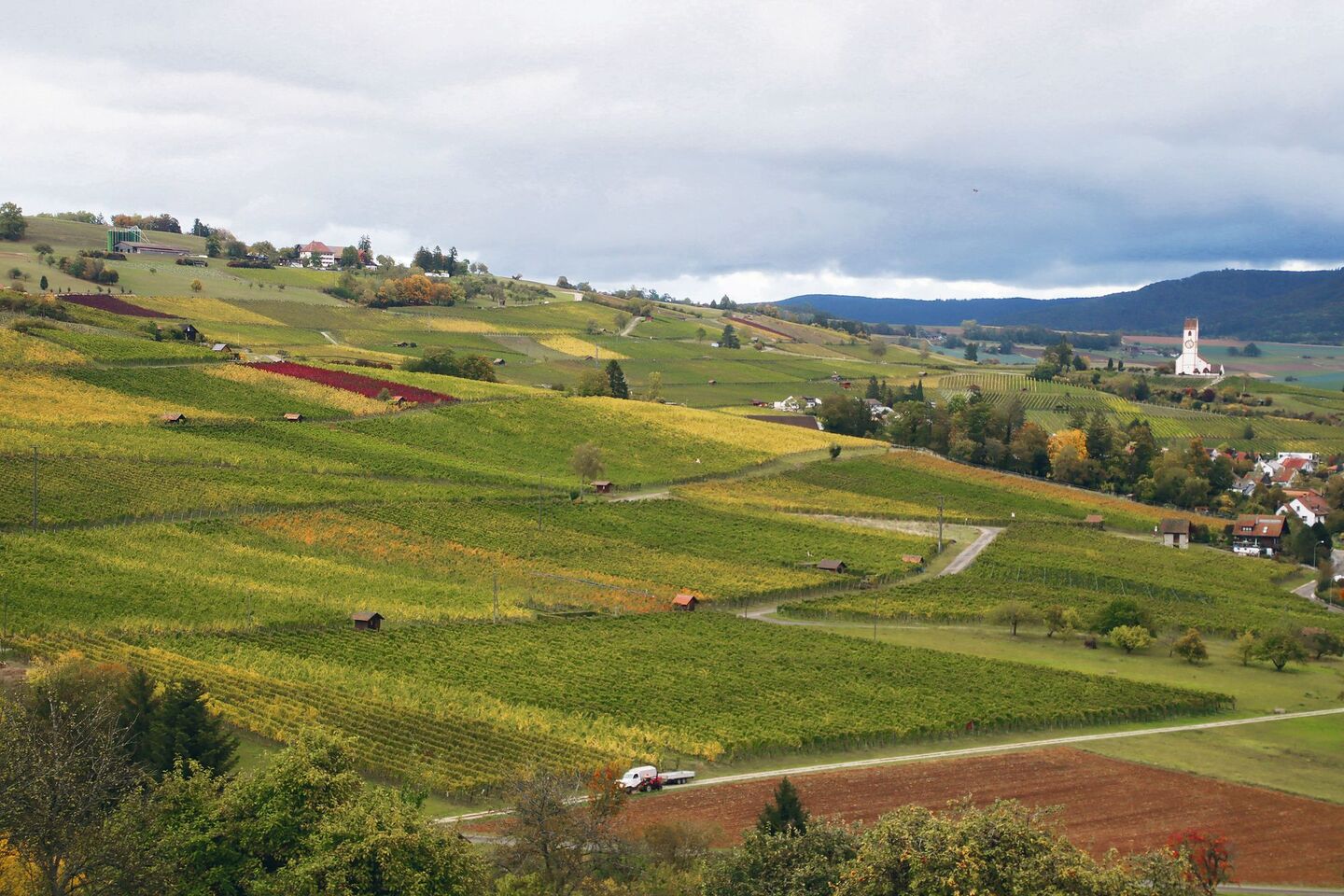 Der goldene Herbst bescherte den Rebbauern und den Winzern im Klettgau einen tollen Jahrgang. Manch einer hofft sogar, den Traumjahrgang 2018 zu toppen.