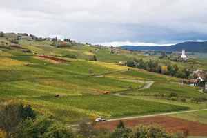 Der goldene Herbst bescherte den Rebbauern und den Winzern im Klettgau einen tollen Jahrgang. Manch einer hofft sogar, den Traumjahrgang 2018 zu toppen.