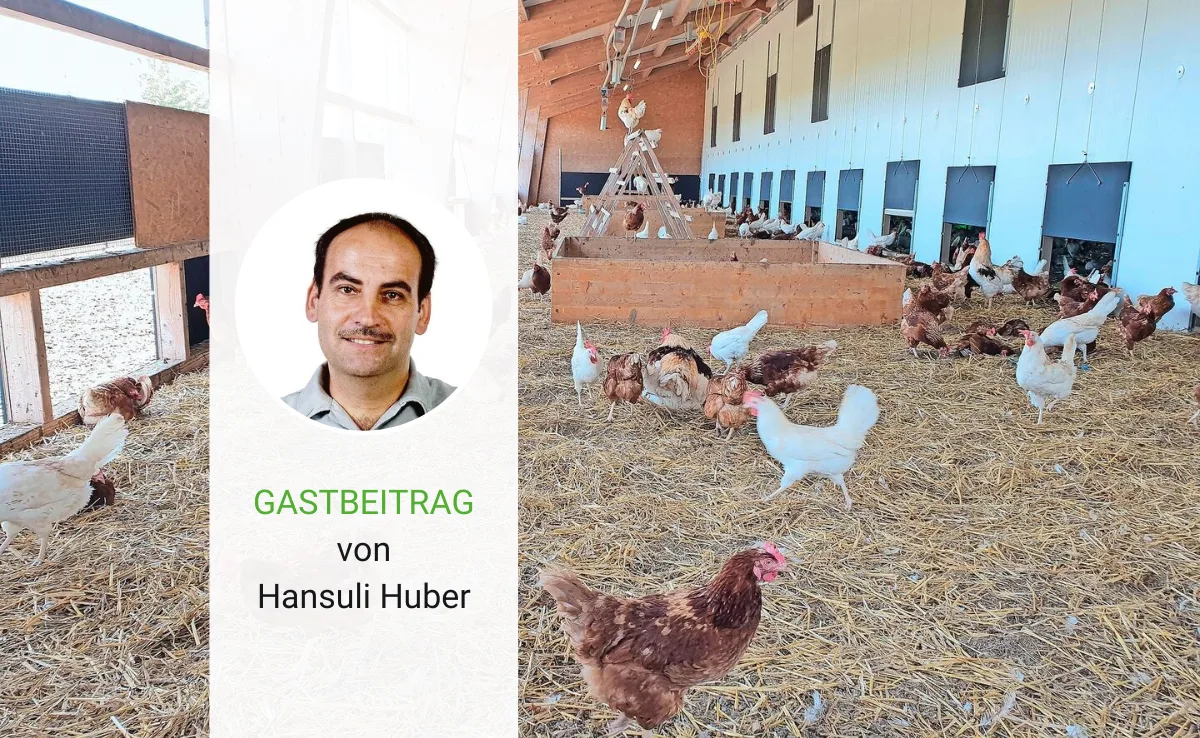 Warum Bio-Suisse auf Hochleistungsrassen setzt