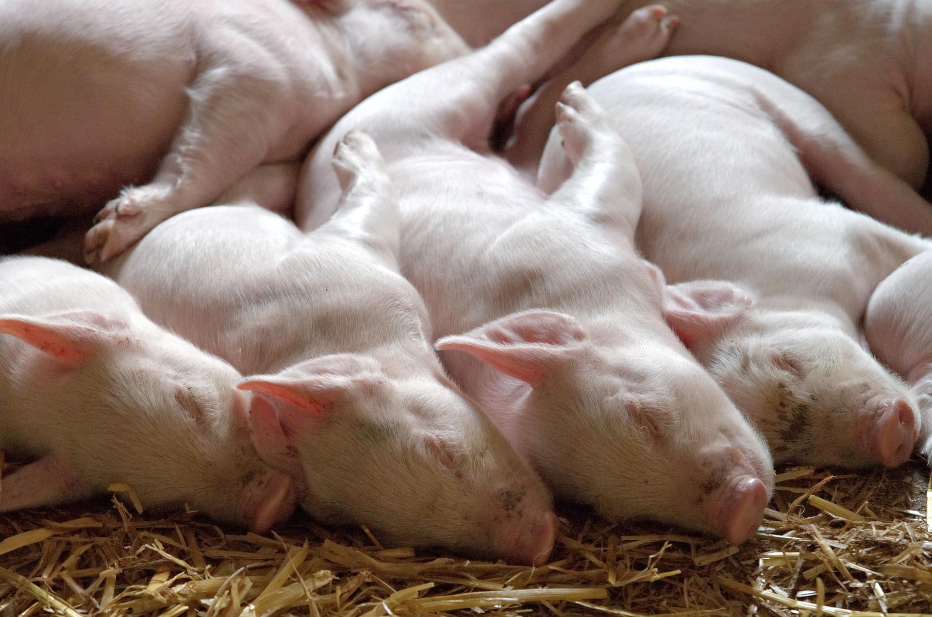 Schweizer Hagel prüft die Übernahme der Tierseuchen-Versicherung der AXA Schweiz