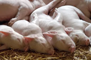 Die Afrikanische Schweinepest ist eine Tierseuche, die jederzeit in der Schweiz auftreten könnte. (Symbolbild Andrew Martin auf Pixabay)