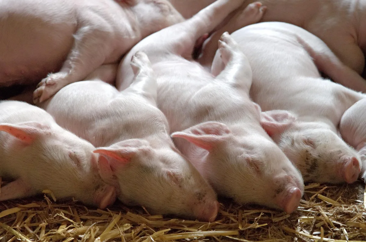 Schweizer Hagel prüft die Übernahme der Tierseuchen-Versicherung der AXA Schweiz