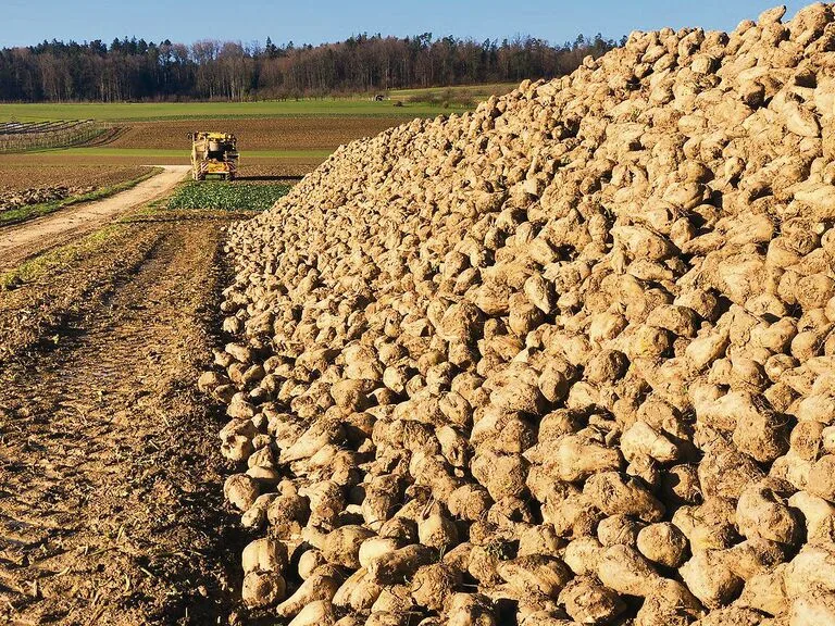 00c2d5301eb83f67785f05e0985bbe2d63bba57ac0d386b941afa9c50d7ad6d0 Die Zuckerrüben nicht zu lange am Feldrand liegen lassen.