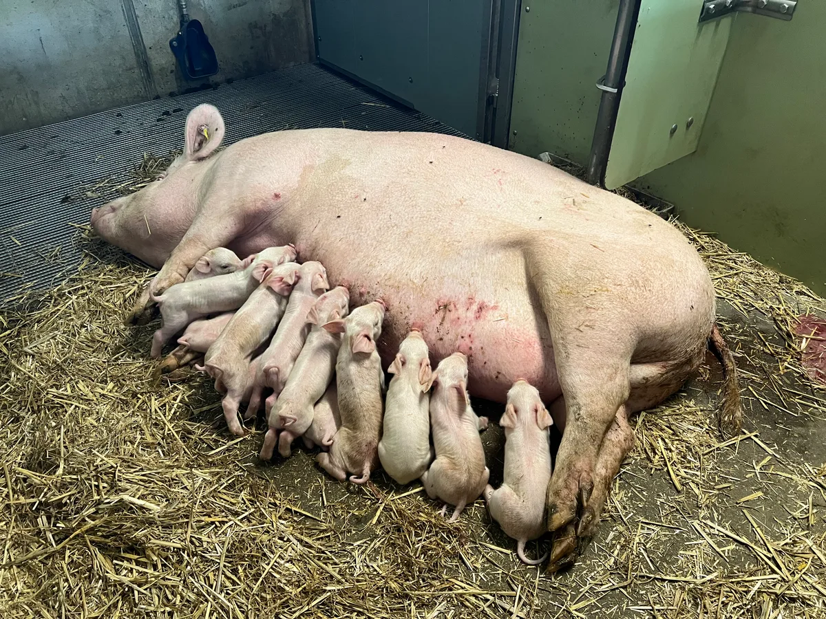 Wurf säugend Vor allem für Ringbetriebe und Zuchtbetriebe empfehlen Fachleute eine Tierseuchenversicherung.