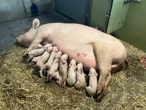 Vor allem für Ringbetriebe und Zuchtbetriebe empfehlen Fachleute eine Tierseuchenversicherung.