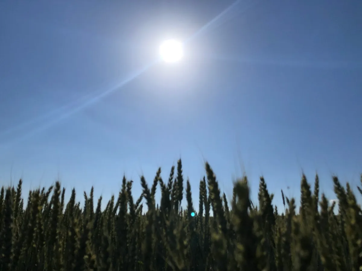 IMG_7424.jpeg Die Sonne brennt vom wolkenlosen Himmel und lässt Wasser aus nackten Böden schnell verdunsten.
