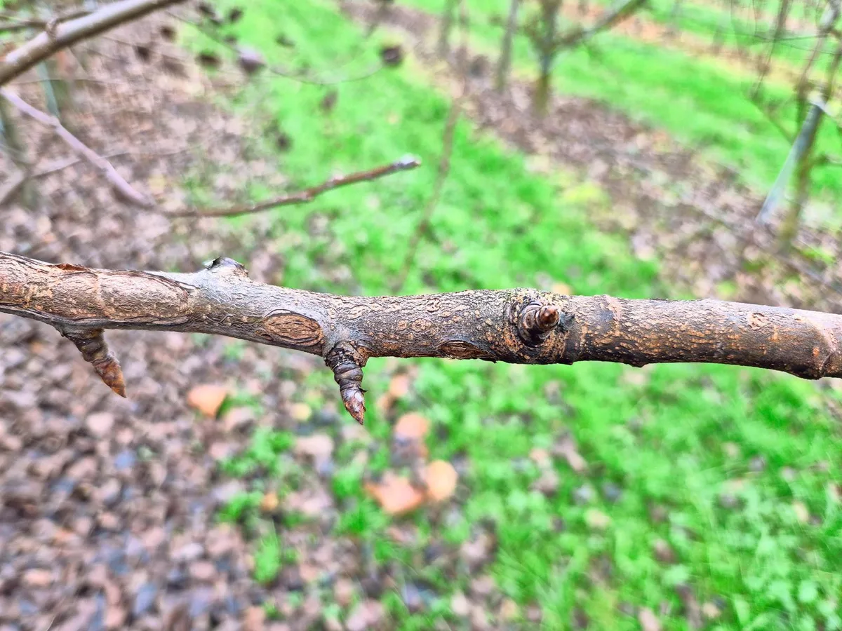 Befallener Trieb mit Birnenschorf. Der befallene Trieb sollte abgeschnitten und aus der Anlage entfernt werden.