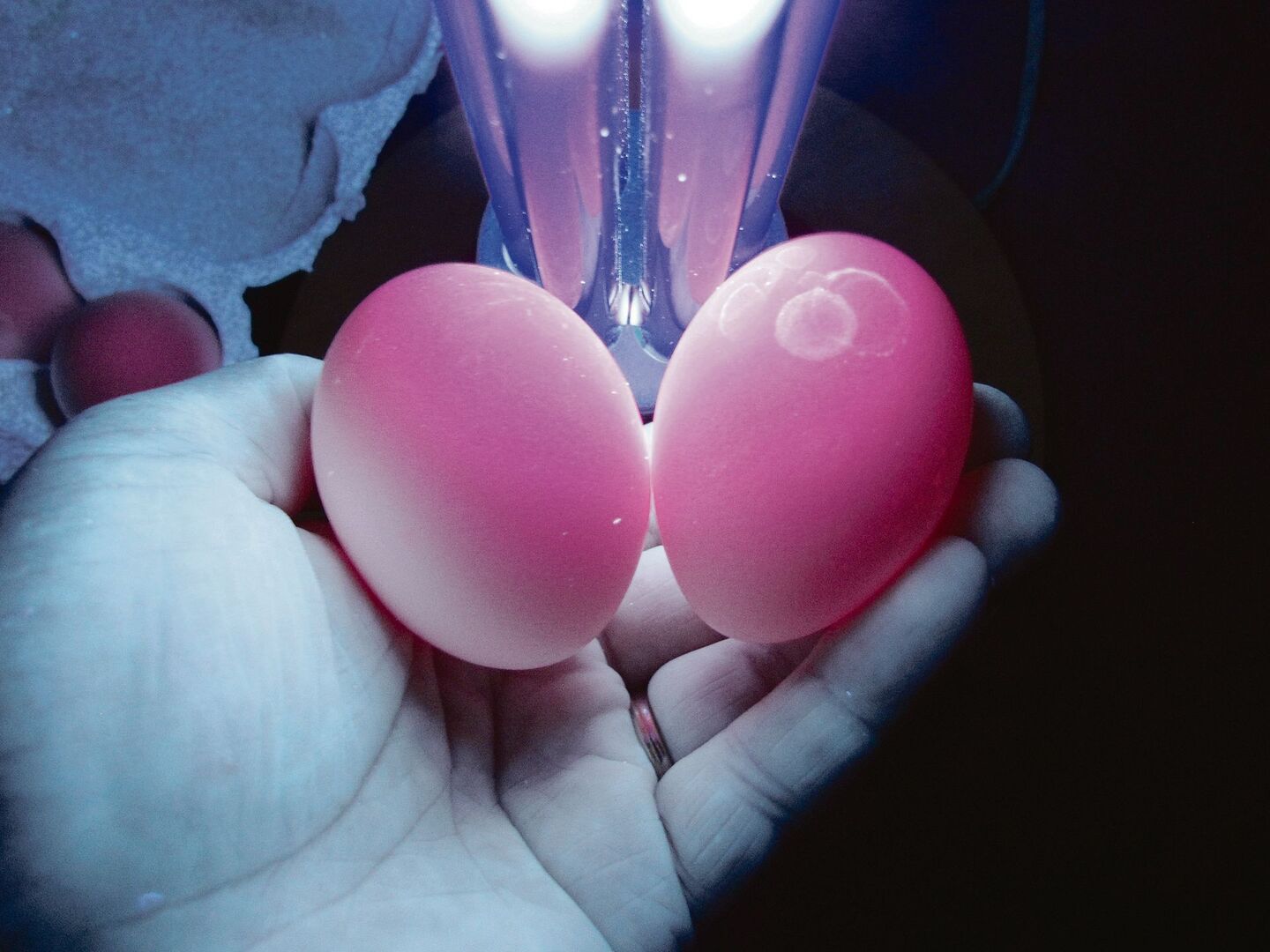 Bei korrektem Eierwaschen bleibt die Schutzschicht erhalten, sie leuchtet unter UV-Licht pink. Links ein ungewaschenes, rechts ein gewaschenes Ei.