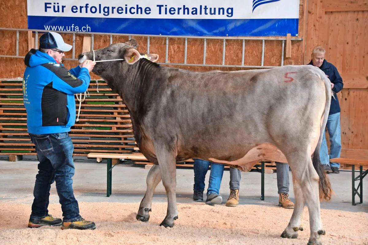 Trotz guter Genetik ist die Milchmarkt-Misere auch am Braunvieh-Verkaufstag in Schüpbach zu spüren