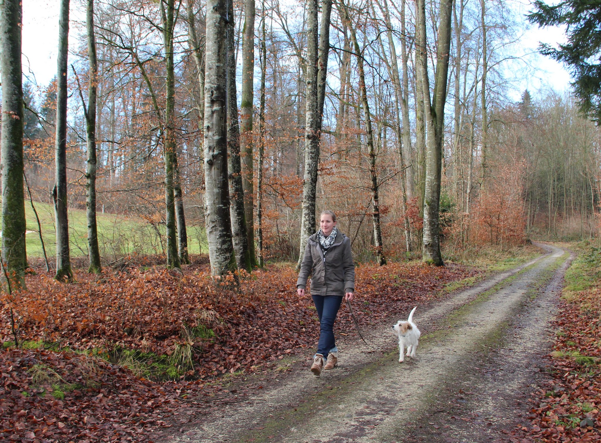 Vorbildlich: Angeleinter Hund im Wald (Bild Trudi Haas)