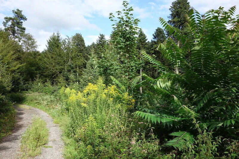 e7a6d022a3d28720a82c6fbce83aeca919952070 Invasive Neophyten wie die Kanadische Goldrute (gelb blühend) und der Götterbaum (rechts) sind schwer zu bekämpfen und verdrängen einheimische Arten. (Bild Wald Schweiz)