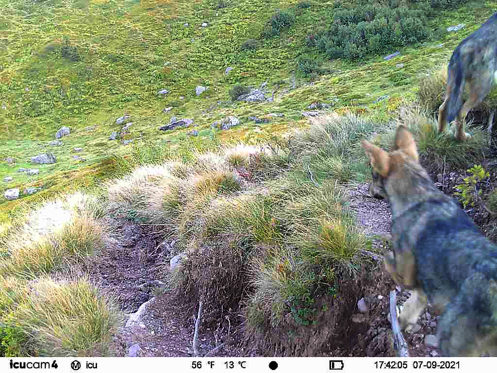 Fotofalle weist zweites Wolfsrudel im Glarnerland nach