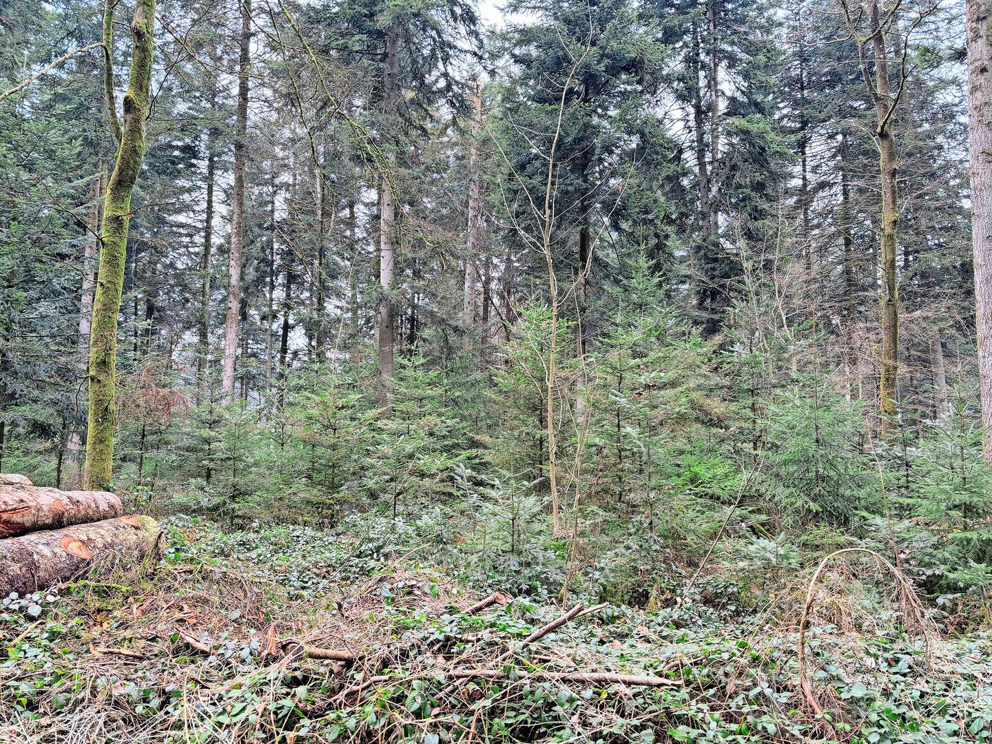 Das Bild zeigt einen Wald mit mehrstufigem Bestand und natürlicher Verjüngung. Aufgrund der hohen Schalenwildbestände ist eine Naturverjüngung jedoch auf 50 % der Waldfläche des Kantons Bern nicht möglich.