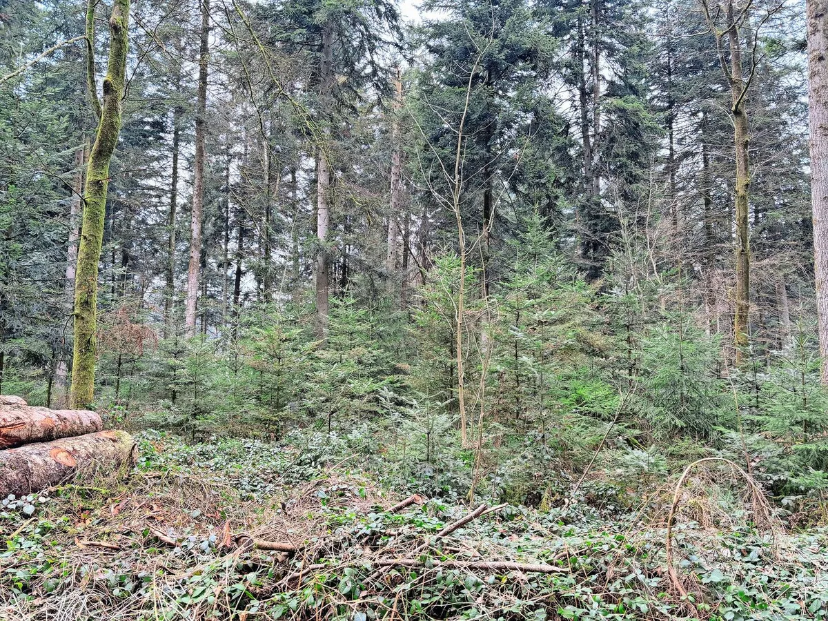 c7a753cee21ee5a43280e8a7673ec405b2bcb2a3e5e661d1045163a3c084511d Das Bild zeigt einen Wald mit mehrstufigem Bestand und natürlicher Verjüngung. Aufgrund der hohen Schalenwildbestände ist eine Naturverjüngung jedoch auf 50 % der Waldfläche des Kantons Bern nicht möglich.