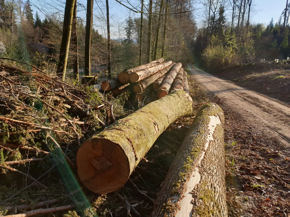 Holzstaemme_Wald Zürich Holz AG fodert konsequente Kaskadennutzung für eine nachhaltige Holzwirtschaft