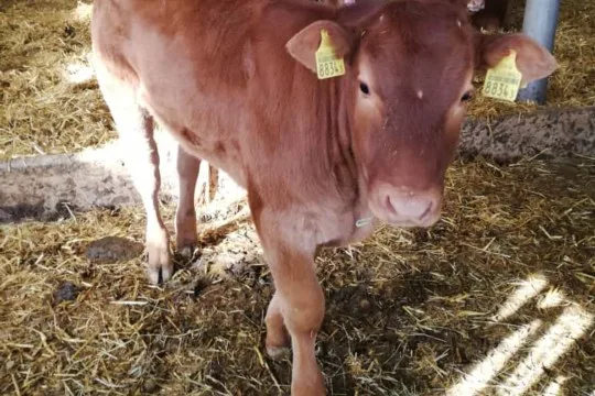8d8b88d5e825793b87e5a96ae5ec617e215530d8 Das Kalb ohne Namen ist in Arni BE entflohen und befindet sich aktuell im angrenzenden Waldstück. (Bild zVg)
