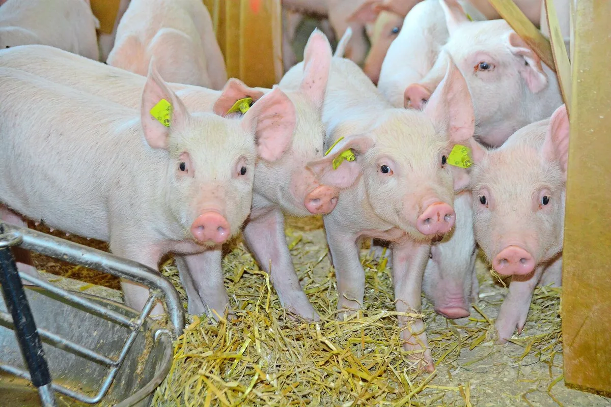 Eine effiziente P-Verwertung im Schweinestall nützt allen.