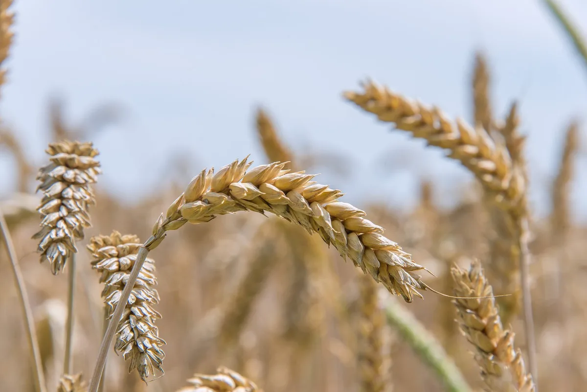 17626Getreide Verhandlungen verschoben: Und wenn es keinen Richtpreis für Brotgetreide gibt?
