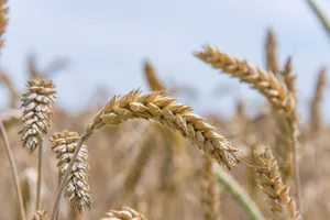 Schon im Vorjahr waren die Verhandlungen um den Richtpreis für Brotgetreide zäh. 2025 war damit die Zusage zur Verschärfung des Proteinzahlungssystems verbunden.