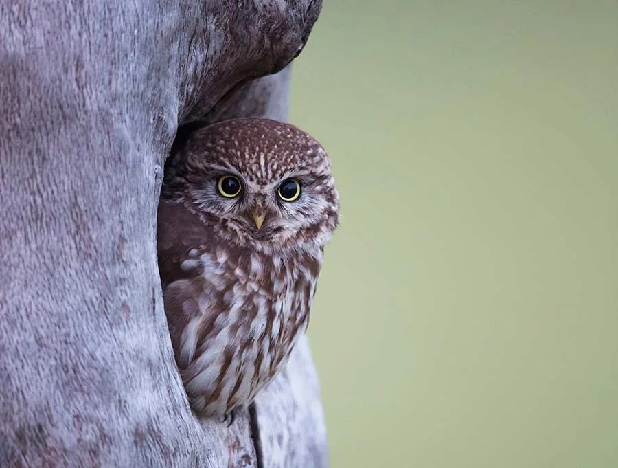60dc9e11e5c7a21939a1b7ab97bc021a93caa778 Kulleraugen mit stechendem Blick prägen den Charakterkopf des Steinkauzes. (Bild Patrick Donini / Bird LIfe)
