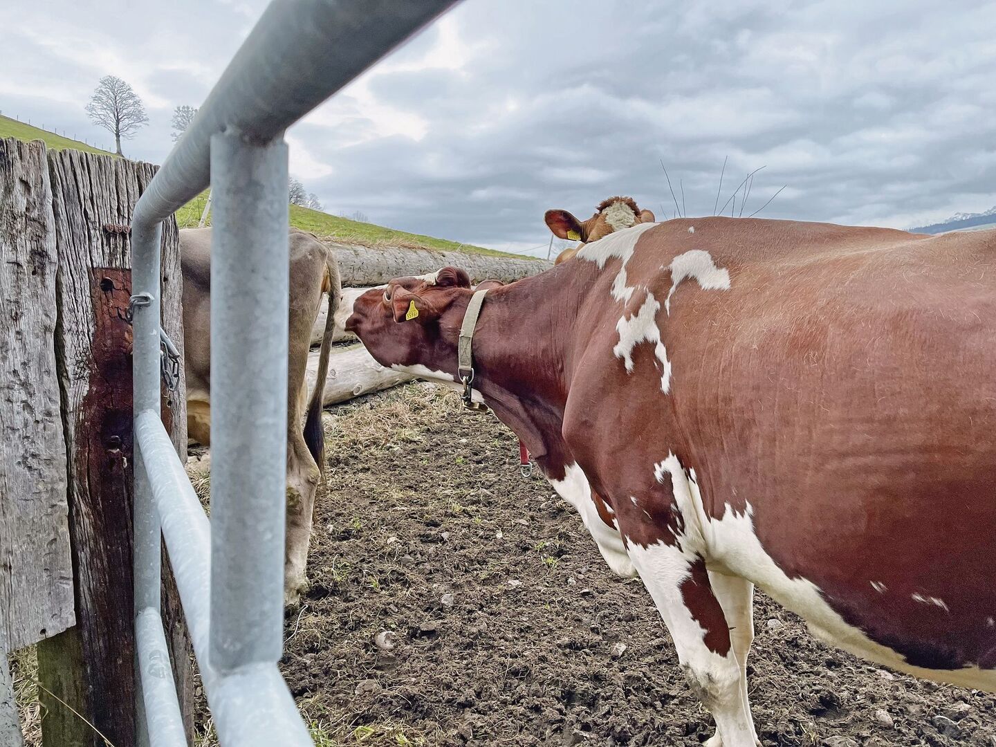 Lange Gesichter müssen bei Veterinärkontrollen nicht sein: Die Anforderungen haben in letzter Zeit kaum geändert.