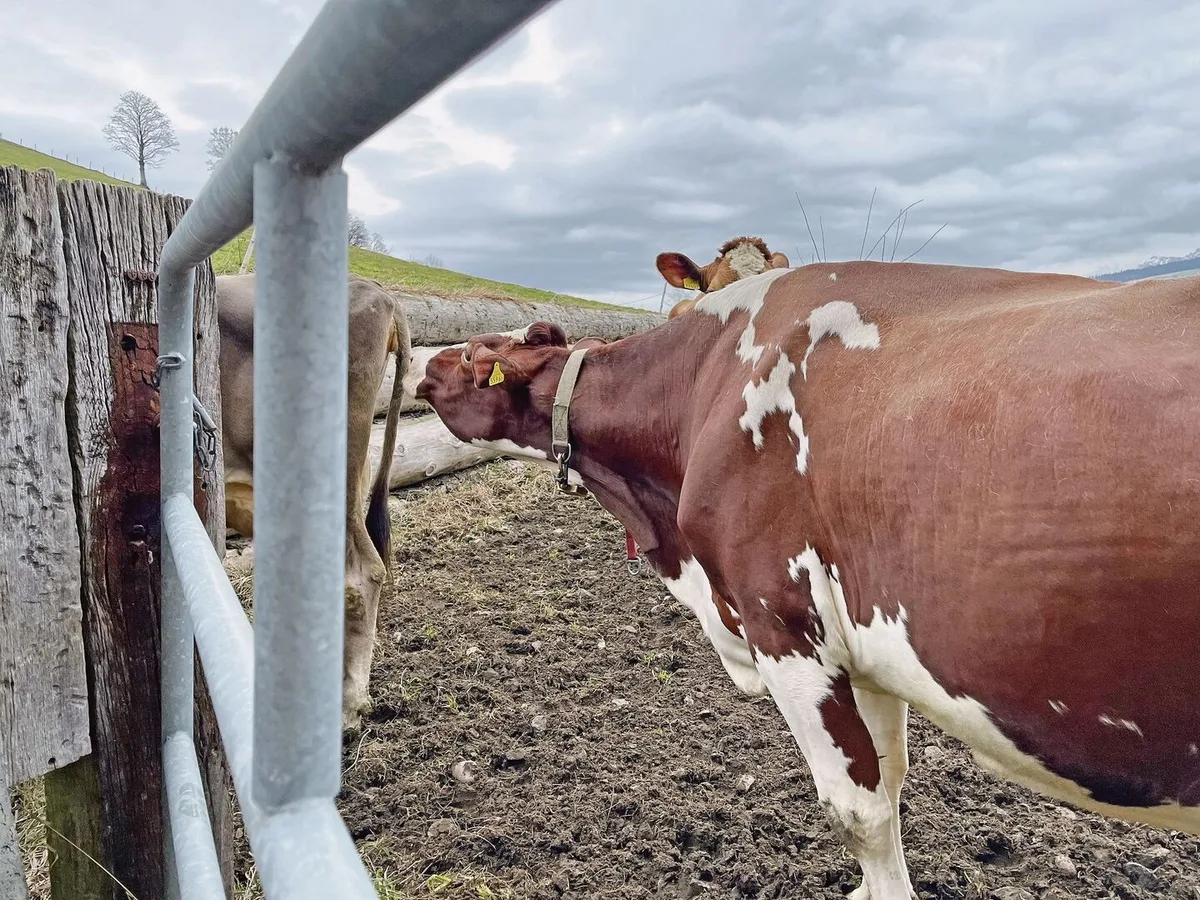 78786d58f6c9eb65a32717cb436c63cdb622367ffdd5c8264ca4c72c4813885b Lange Gesichter müssen bei Veterinärkontrollen nicht sein: Die Anforderungen haben in letzter Zeit kaum geändert.