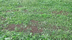 Im Herbst noch qualitativ gute Silage zu produzieren, ist oft schwierig, weswegen einige Punkte beachtet werden müssen.