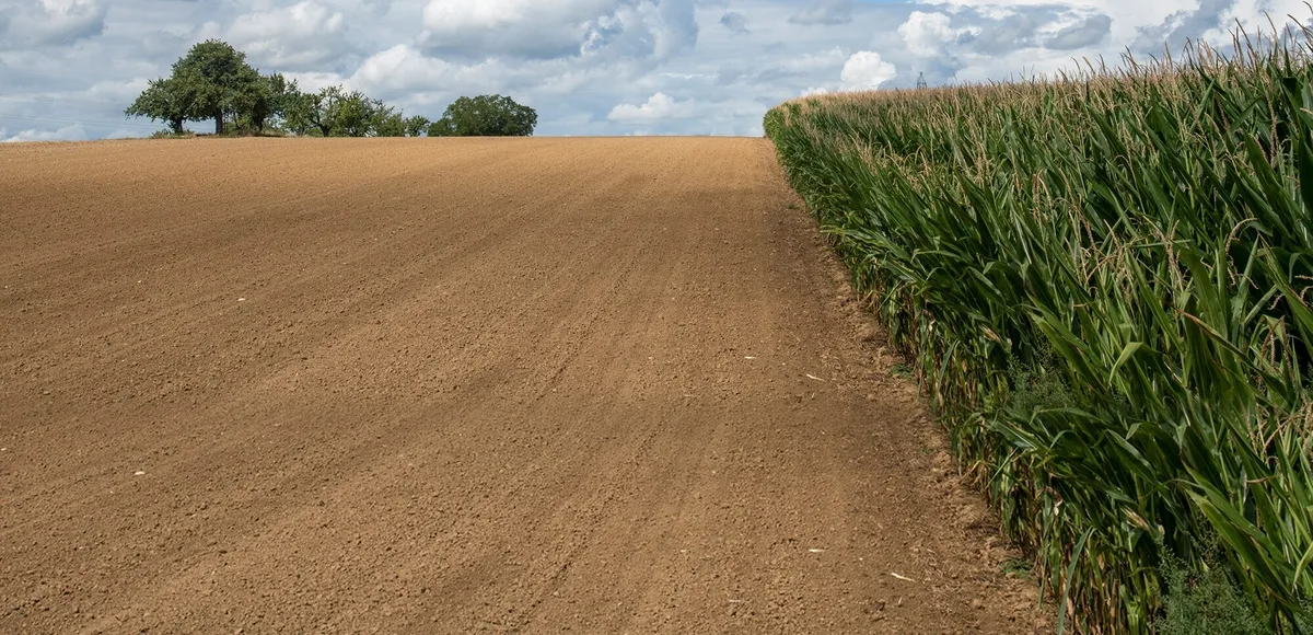83d1768b5a41f1fbbe5894dfd3b911adef27b6a8 Temperatursummen-Karten könnten die Sortenwahl im Maisanbau erleichtern. (Bild Agroscope/Brändle)