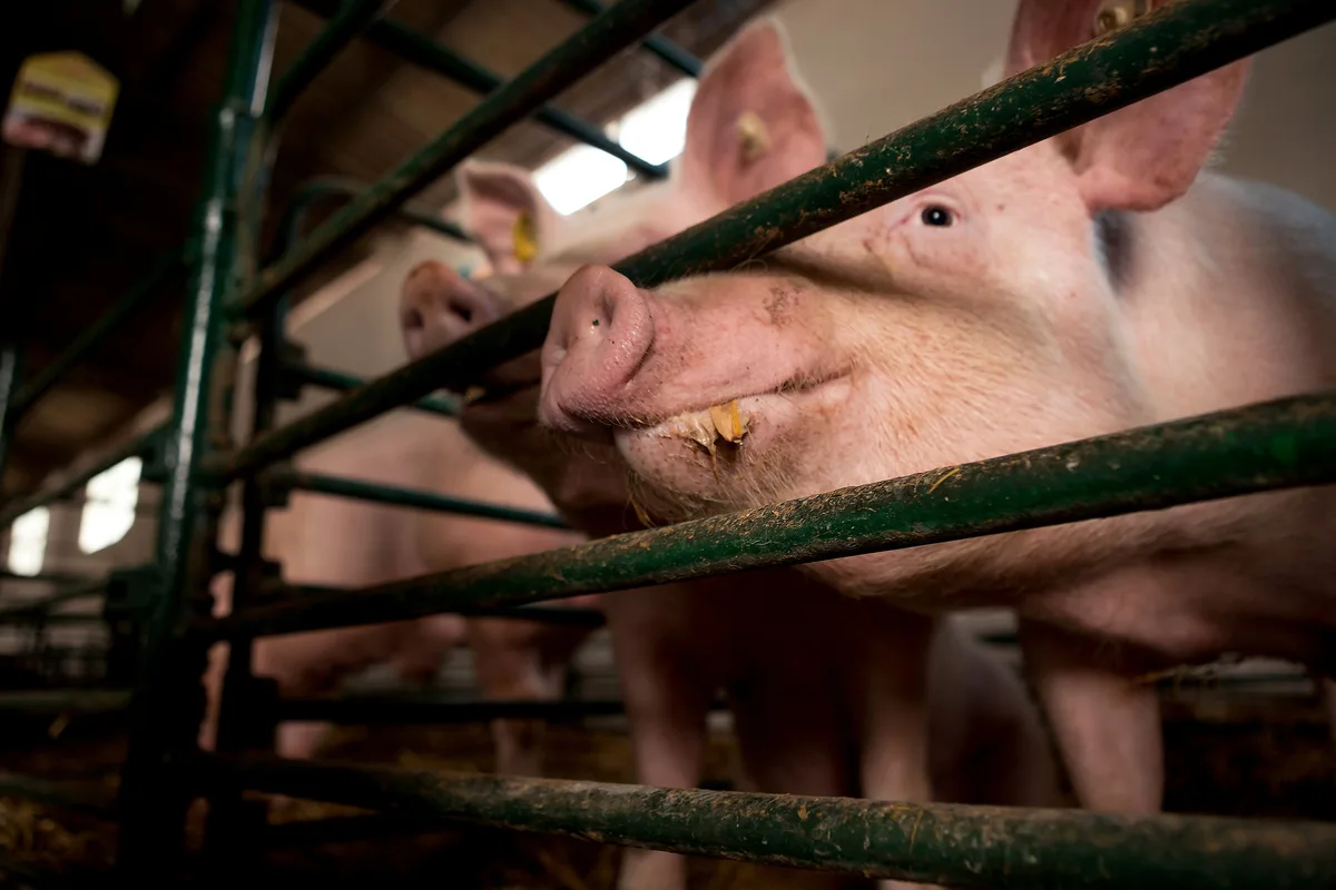 eating-4432229_1920 Zurück zur Normalität in den Schweineställen