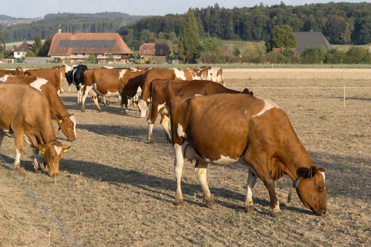 MBO_4593.jpg Die Trockenheit verursacht auf den Betrieben immense Mehrkosten. Das müsste die Produzentenpreise rasch steigen lassen. Wie sieht es bei der Milch aus?