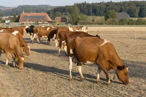 Die Trockenheit verursacht auf den Betrieben immense Mehrkosten. Das müsste die Produzentenpreise rasch steigen lassen. Wie sieht es bei der Milch aus?