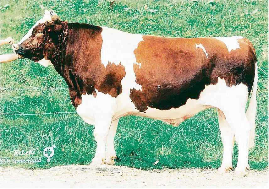 dd424769677bac082b5444fe32949990678e1ce5 Der Stier Pickel von Urs Benninger aus Salvenach FR, beeinflusst noch heute die Rassen Swiss Fleckvieh und Red Holstein.(Bild zVg)