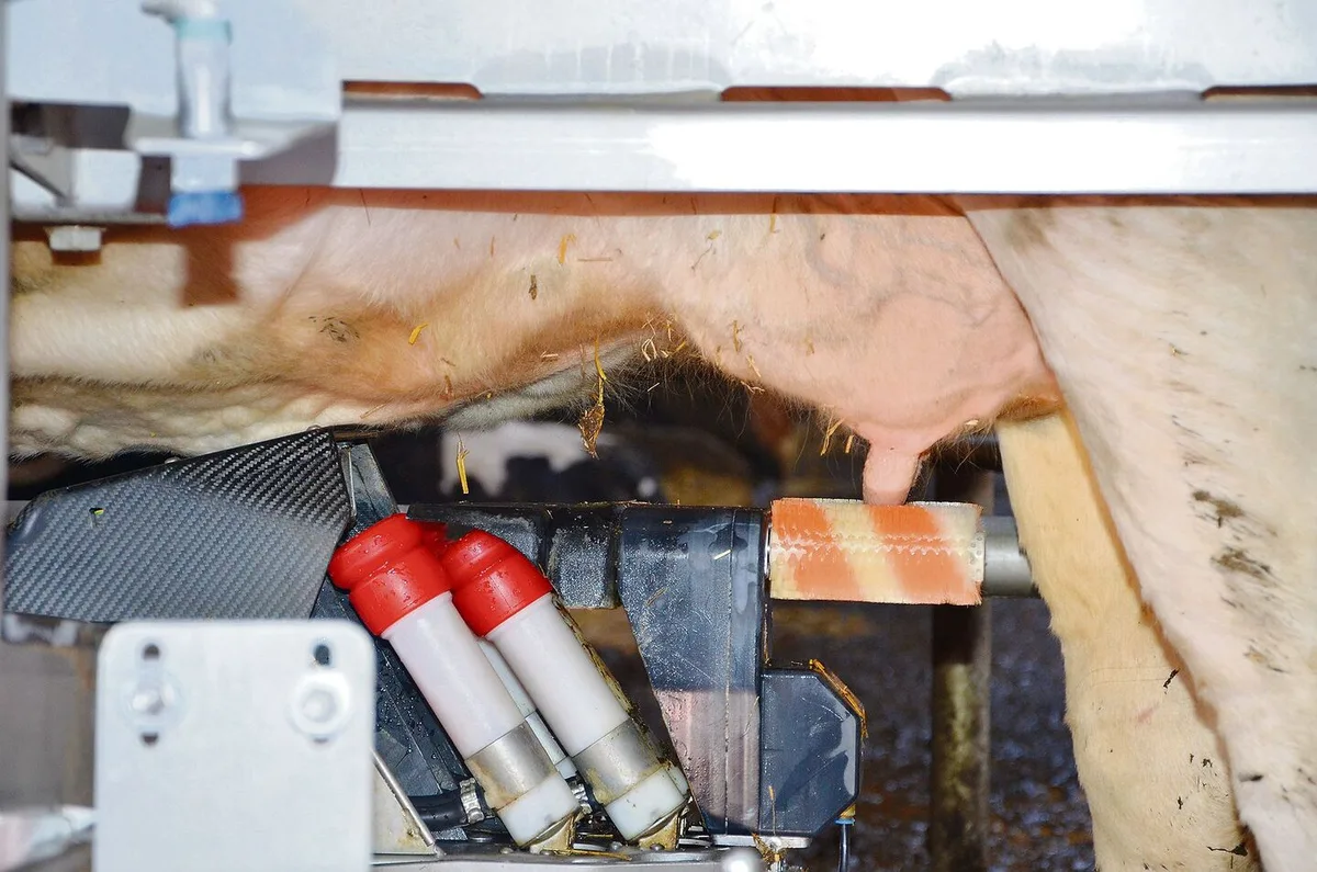 Kommt es zum Einfluss der Melkfrequenz auf den Gehalt von freien Fettsäuren in der Milch, gehen Resultate aus Studien auseinander.