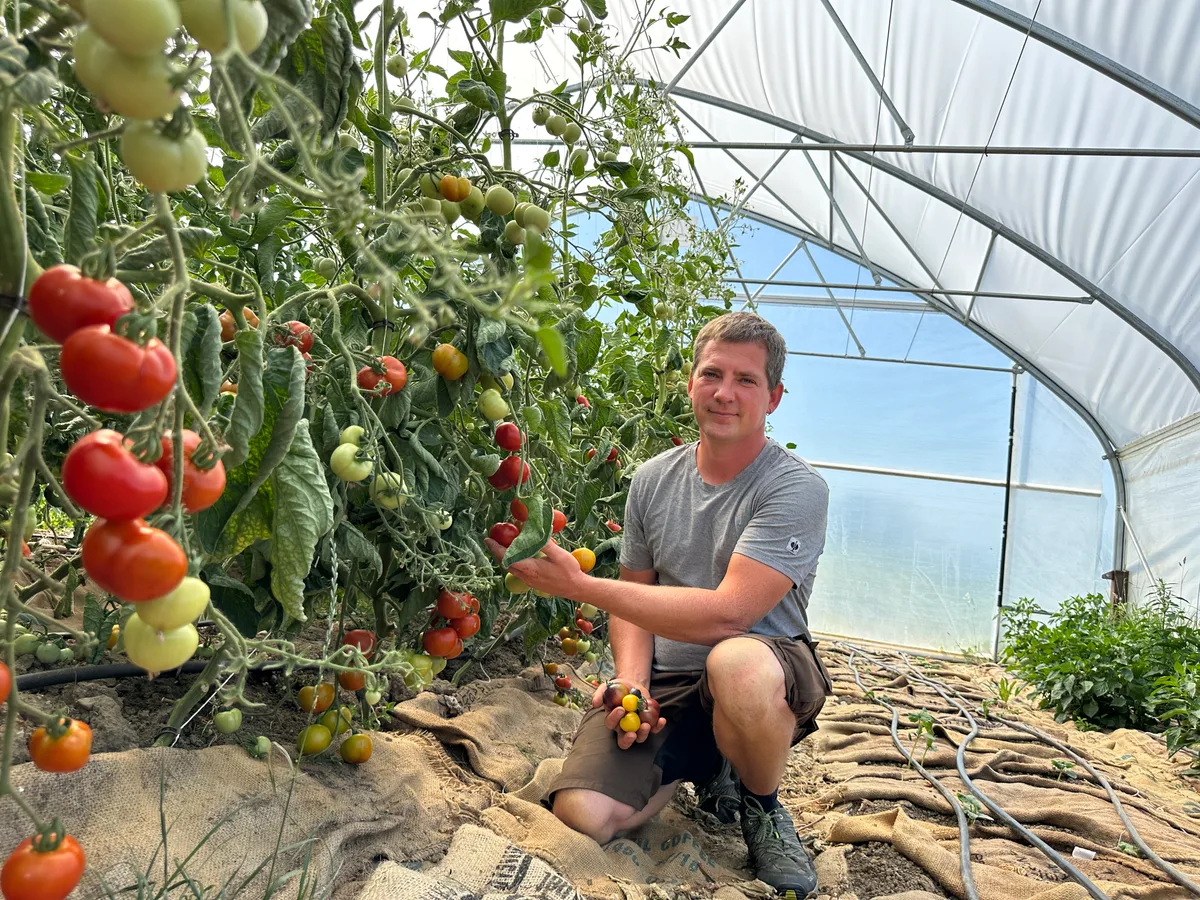 Jens Huber im Folientunnel Jens Huber präsentiert im Folientunnel die reifen Tomaten. 14 geschmacklich und farblich verschiedene Sorten werden angebaut.
